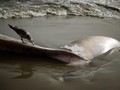 Paus Mati di Wakatobi Makan Sampah 5,9 Kilogram