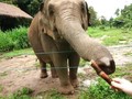 VIDEO: Wisata Gajah 'Pensiun' di Chiang Rai
