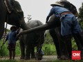FOTO: Lebih Dekat dengan Gajah