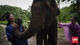 Hingga tahun ini, hanya tersisa 415 ribuan ekor gajah liar di Afrika dan 40 ribuan ekor gajah di Asia. Sisanya dimiliki oleh perorangan, yang belum tentu diperlakukan secara layak.