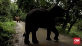Hotel Anantara Golden Triangle di Chiang Rai, Thailand, memiliki kamp penampungan gajah yang penghuninya bisa menjadi teman bagi tamu. Kegiatan memberi makan sampai memandikan gajah jadi salah satu daya tarik hotel ini. (CNN Indonesia/Ardita Mustafa)