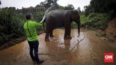 Ada juga gajah yang naas, dipelihara untuk diambil kulit dan gadingnya saat besar. Obat jerawat dari kulit gajah merupakan kosmetik populer di dunia saat ini, entah sudah teruji dengan medis atau tidak.