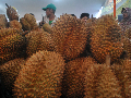 Mari Berpesta Durian di Majalengka