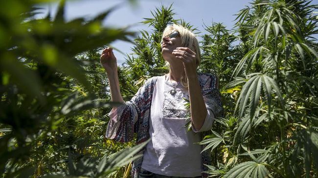 Ganja 'Mengharumkan' Bisnis Wisata di Maroko
