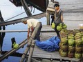 Survei Indikator: Ekonomi Rumah Tangga Membaik di Era Jokowi