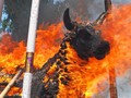 Ritual Penyembelihan Hewan Diprotes di Sri Lanka