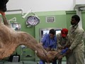 FOTO: Saat Unta Berobat ke Dokter