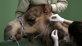 Seekor unta diberi suntikan sebelum menjalani prosedur operasi kaki di Dubai Camel Hospital, Uni Emirat Arab.