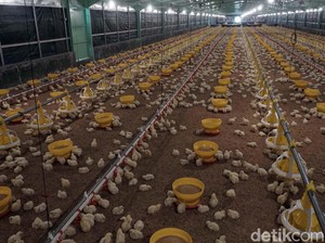 Kala Harga Ayam di Kandang Timpang dengan yang Dibeli Masyarakat