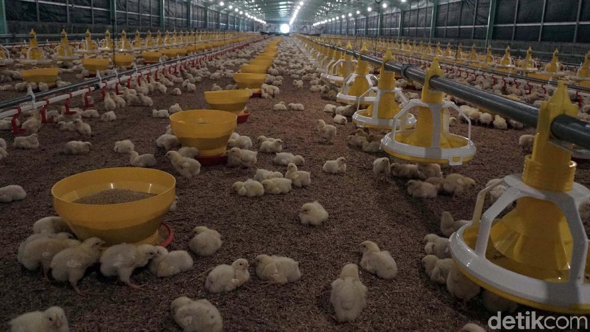 Peternak Broiler Terjepit: Modalnya Rp 23 Ribu, Dijual Rp 21 Ribu — NadiKabar.com
