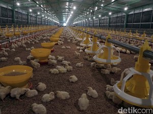 Peternak Broiler Terjepit: Modalnya Rp 23 Ribu, Dijual Rp 21 Ribu