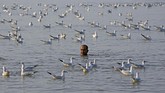 Seorang pria berenang dikelilingi burung camar di laut Arab, di Mumbai, India. (REUTERS/Shailesh Andrade)