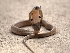 Misteri Besar King Cobra Terpecahkan, Terkait Indonesia