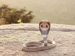 Horor Kepala Ular Kobra Terpenggal Masih Bisa Gigit Manusia