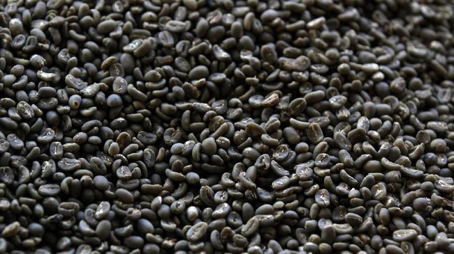 Alami Surplus Dagang, Nilai Ekspor Kopi Tembus Rp18 Triliun
