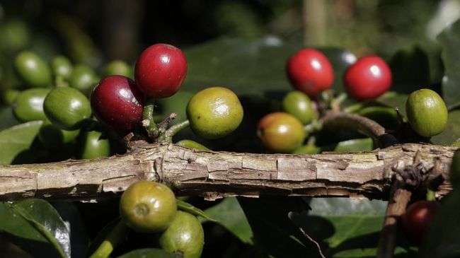 Spesies Kopi Populer di Dunia Terancam Punah