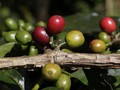 Agrowisata Kebun Kopi di Kawasan Bukit Kaba