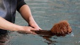 Seorang petugas hotel hewan sedang mengawasi anjing peliharaan yang menjalani kegiatan berenang.