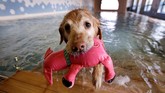 Seekor anjing peliharaan menggunakan pelampung selama melakukan kegiatan berenang.