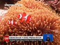 VIDEO: Keindahan Ragam Biota Laut Derawan