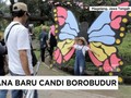 VIDEO: Kupu-kupu Raksasa Hiasi Candi Borobudur