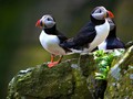 Kawanan Porg 'Star Wars' Ternyata Hidup di Irlandia