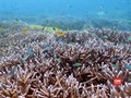 VIDEO: Keindahan Bawah Laut Kepulauan Selayar