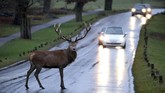 Seekor kijang berdiri di tengah-tengah jalan di Taman Richmond, London bagian Barat, Inggris. (Reuters/Hannah McKay)