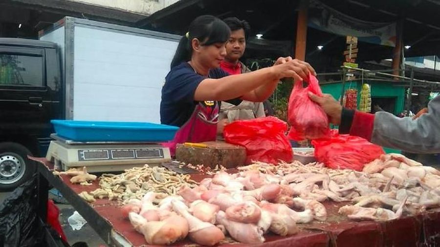 ayam