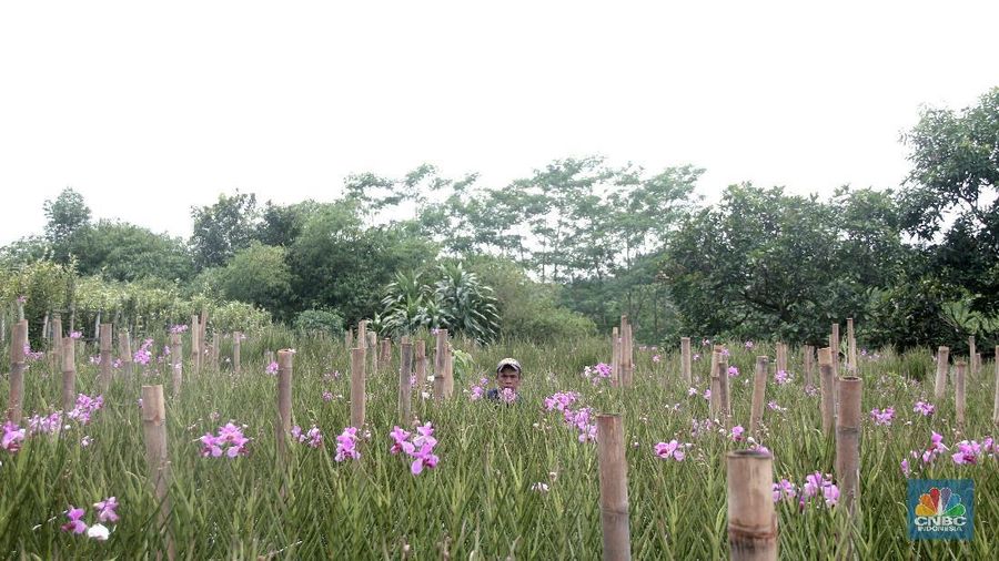 Petani di Sentra Budidaya Anggrek Tangsel kesulitan penuhi permintaan pasar akibat hasil panen dalam enam bulan terakhir menurun karena iklim yang tidak menentu