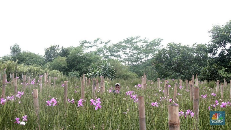 Petani di Sentra Budidaya Anggrek Tangsel kesulitan penuhi permintaan pasar akibat hasil panen dalam enam bulan terakhir menurun karena iklim yang tidak menentu