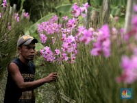 Panen Anggrek Menurun Terganggu Cuaca