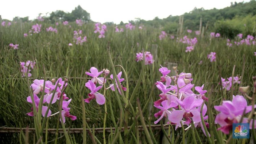 Petani di Sentra Budidaya Anggrek Tangsel kesulitan penuhi permintaan pasar akibat hasil panen dalam enam bulan terakhir menurun karena iklim yang tidak menentu