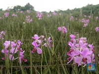 Mengenal Bach Flowers Remedies, Bisa Atasi Stress