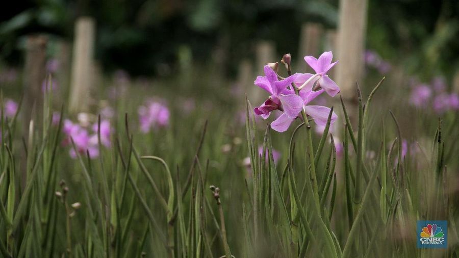 Petani di Sentra Budidaya Anggrek Tangsel kesulitan penuhi permintaan pasar akibat hasil panen dalam enam bulan terakhir menurun karena iklim yang tidak menentu