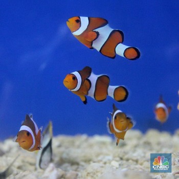 Bisnis Ikan Hias Air Laut Beri Keindahan Pemandangan Akuarium