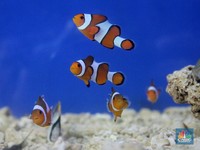 Bisnis Ikan Hias Air Laut Beri Keindahan Pemandangan Akuarium