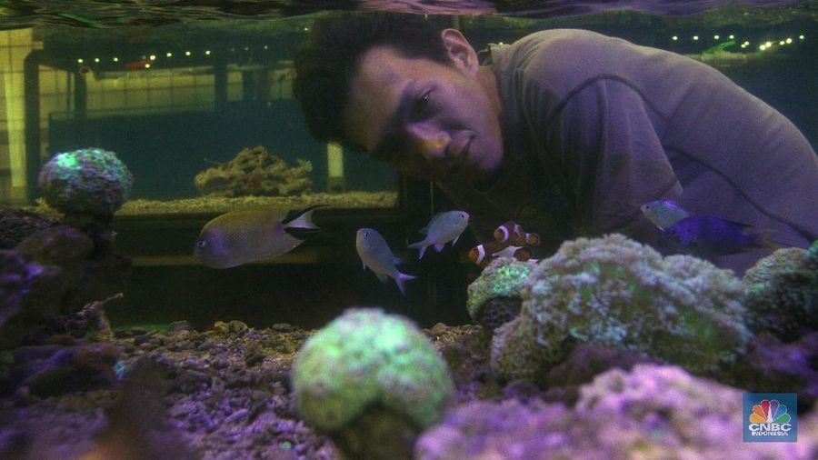 Bisnis ikan hias air laut banyak digemari di Jakarta