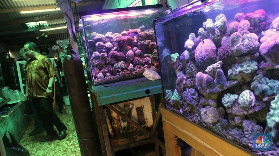 Bisnis ikan hias air laut banyak digemari di Jakarta