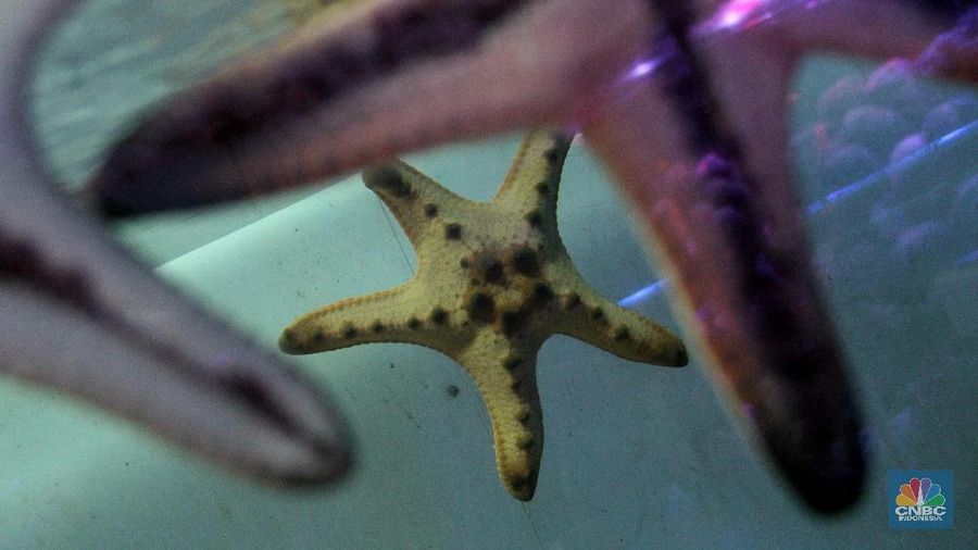 Aktivitas pedagang di Sentra Ikan Hias Jalan Sumenep, Menteng, Jakarta, Jumat (5/1/2018). Berbagai ikan hias air laut ditawarkan di tempat tersebut, seperti yang paling banyak digemari ialah Clown fish (ikan badut) atau yang terkenal dengan sebutab Nemo, serta Ikan Dori. Nemo dijual dengan harga Rp 15.000, sedang Dori dijual mulai dari Rp 35.000. Selain ikan, berbagai jenis koral juga dijual di pasar tersebut dengan kisaran harga Rp 10-50 ribu.
Selain eceran, pedagang juga menyediakan paket akuarium air laut lengkap, ukuran 100x60x60 dengan kisaran harga 20 juta rupiah.