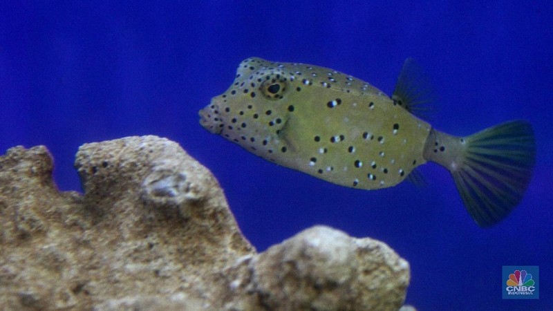Bisnis ikan hias air laut banyak digemari di Jakarta