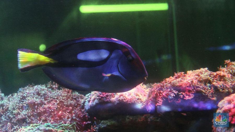 Bisnis ikan hias air laut banyak digemari di Jakarta