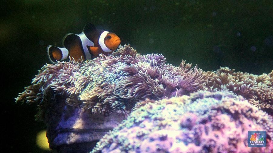 Bisnis ikan hias air laut banyak digemari di Jakarta