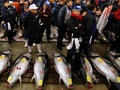 Serbuan Tikus di Pasar Ikan Legendaris Jepang