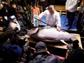 Pasar Ikan Tsukiji Larang Turis Datang