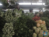 Harga Jagung Merosot Hingga di Bawah Harga Acuan