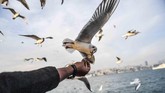 Seorang pria yang berada di bagian belakang sebuah kapal feri sedang memberi makan burung camar di selat Bosphorus, Istanbul, Turki. (AFP/Bulent Kilic)