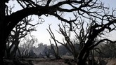 Tanah longsor itu terjadi Selasa (9/1) petang, setelah warga di daerah yang membentang di sepanjang pantai utara Los Angeles itu diperintahkan untuk mengungsi. (Justin Sullivan/Getty Images/AFP)