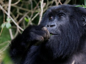 Viral Gorila di Ragunan Lempar Kayu ke Arah Pengunjung, Ini Kata Pengelola