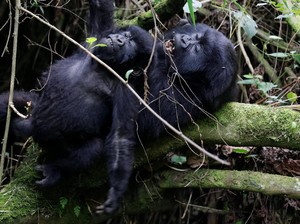 Cuan! Rwanda Perpanjang Lagi Promosi Wisata Gorila